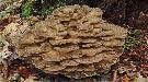 Ormus Minerals Ormus Rich Mushrooms -Mitake Ormus Minerals Ormus Rich Mushrooms -Mitake